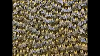 Quraan recitation /honey bees video