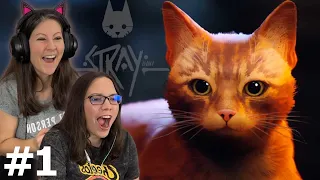 This is the Cutest Game! - Stray Part 1