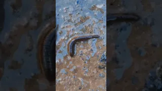 🐛Moving Bloodsucking Parasite!👀 PARASITE| Worms | Leeches | WILL IT BITE?! #Parasite #shorts #worms