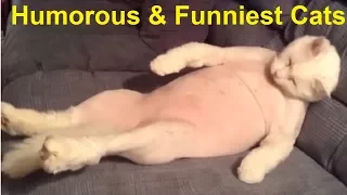 Cats will make You Laugh Your Head OFF - Funny Cats Video compilation 2018