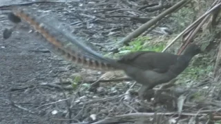 Lyrebird singing and dancing in cool temperate rainforest