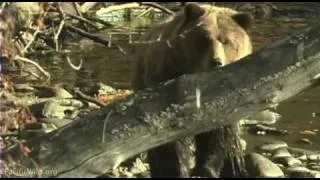 Death of a Great Bear Part 1