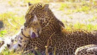 Wild Discovery I Live Leopard Shows No Mercy While Hunting Serval II Leopard Attack on Serval Cat