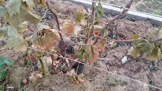 Первый заморозок всё испортил❄)) Что надо сделать сейчас  с виноградом обязательно, не забудьте🍇