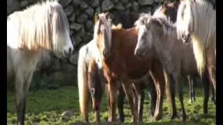 Carneddau ponies with music