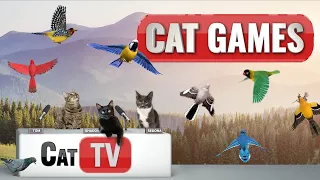 Cat TV | Kitty Serenity: 3D Bird Ballet with Tranquil Tunes and Sounds 🦩🦅🦜🦆🦉 | 2 hours