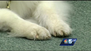 Child volunteers read to dogs for popular Vermont library program