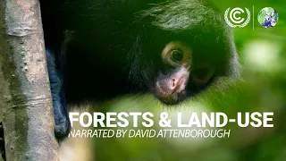 #COP26: Forests and Land-Use Narrated by David Attenborough