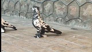 Благородные чёрно грудные андижанские голуби