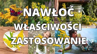 Nawłoć Kanadyjska i Pospolita 💚Pyszna Herbata🫖 🍵, Kwiaty i Zioła 🌱🌿, Właściwości i Zastosowanie