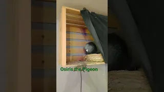 what's it's like to be welcomed home by a pigeon.