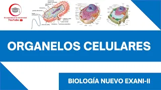 ORGANELOS CELULARES | BIOLOGÍA | NUEVO EXANI-II