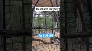 Bluey Kookaburra Laughing FOR REAL LIFE #shorts