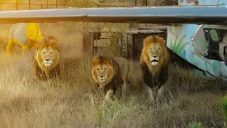 Мятежники базируются в самолете! Подкрепление вожака подоспело вовремя! Львы Тайгана!