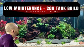 Aquascaping For Beginners - Low Maintenance 20g Tank Build