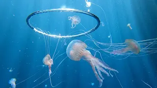 Strangely beautiful moment as jellyfish carried by bubble ring