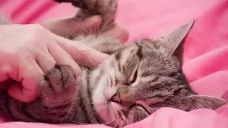 Funny Cats Enjoying Massage Compilation