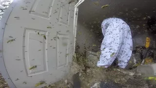 Massive Hornet Nest Removal