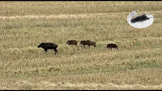 Wild boar hunting fever in July 2022