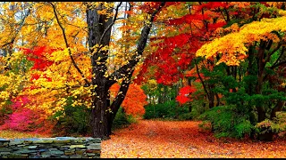 Нереально Красивая Музыка + ЯРКИЕ КРАСКИ ОСЕНИ // Beautiful Music + Beautiful Autumn