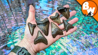 Sharktooth JACKPOT! 1,000 in 1 Hour?!