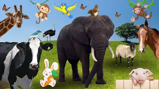 AMAZING ANIMAL SOUNDS - Cow, Lion, Sheep, Goose, Otter, Ostrich, Buffalo, Cat & More