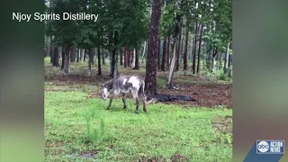 Donkey doesn't back down in staredown vs. alligator in Hernando County