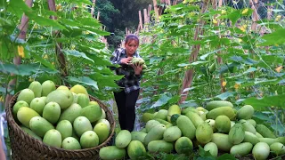 The process: Harvesting Melons - Field snails & other agricultural products to sell to the market