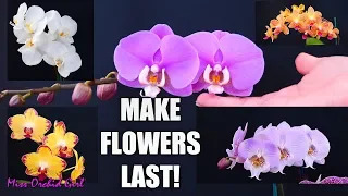 Orchid Care for Beginners - How to make Phalaenopsis Orchid flowers last longer