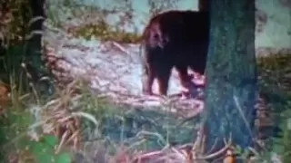 Wolverine Vs Black Bear