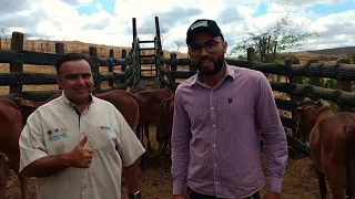 explicação do técnico da ABCZ Luciano bezerra , como chegar nos animais po da base do seu curral .