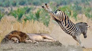 15 Times Lion Messed With Wrong Opponent