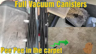 Many vacuum canister dumps and many urine stains in the carpet.  Watch all this dry soil get dumped.