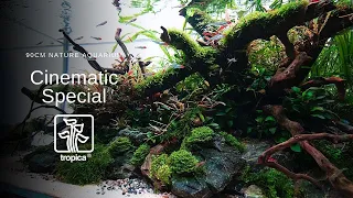 Stunning 90cm Nature Aquarium Aquascape - Cinematic Special