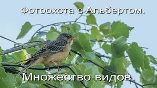 Фотоохота с Альбертом.   Множество видов.