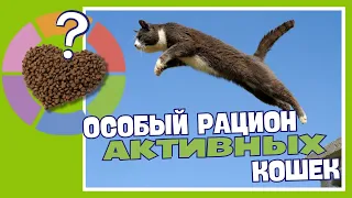 Рацион активных кошек. Probalance Active