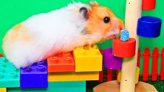 Hamster desafía un laberinto, conquista obstáculos y disfruta de un festín de frutas