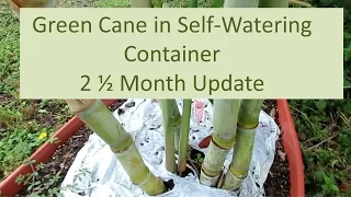 Green Sugar Cane in Self-Watering Container: 2 1/2 Month Update