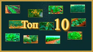 Топ 10 полезных растений для здоровья человека