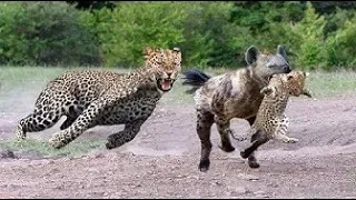 Wild Animals 2019  - Epic Battle Of King Hyena Vs Leopard, Tiger vs Buffalo, Wild Dogs vs Wildebeest