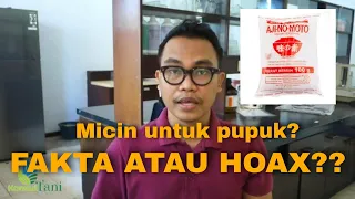 Micin untuk pupuk?? hoax atau fakta??