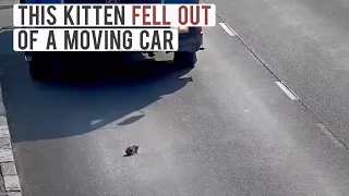 Little Kitten Falls Out Of A Moving Car On A Busy Higway In Russia