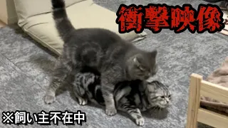 【驚愕】飼い主不在中の猫カップルを盗撮した結果...。