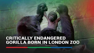 London zoo welcomes birth of critically endangered gorilla | ABS-CBN News