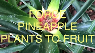 FORCE A PINEAPPLE PLANT TO FLOWER AND SET FRUIT EARLY!