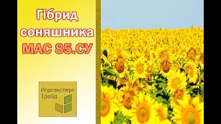 Соняшник МАС 85.СУ 🌻, опис гібриду 🌻 - насіння в Україні