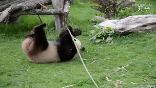 Real-life Kung Fu Panda!