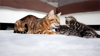 Mother Cat Has a Conversation With her 2 Kittens