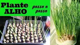 Como plantar Alho, Passo a Passo, época de plantio e muito mais!