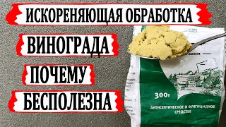 🍇 ОТ ИСКОРЕНЯЮЩЕЙ ОБРАБОТКИ винограда давно уже НЕТ ТОЛКУ. Чем обработать виноград в зиму?